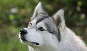 On this page you can view some examples. Siberian Husky Dog Breed Information
