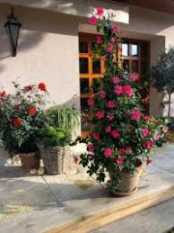 Image result for foto moud Forsterův