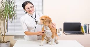 Learn more about the symptoms of and treatments for illnesses that frequently impact dogs. 30 Animal Care Courses Training Com Au