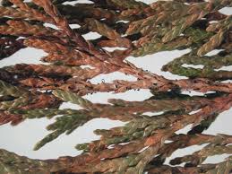 Image result for argyresthia thuiella thuja symptoms