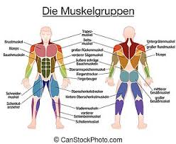 Muscles, attached to bones or internal organs and blood vessels, are responsible for movement. Muscle Diagram Male Body Names Muscle Diagram Most Important Muscles Of An Athletic Male Body Anterior And Posterior Canstock