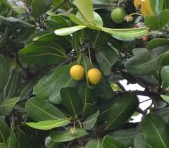 Image result for Manilkara obovata