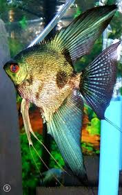 Amazing Angel Fish Amazingfish Amazingbeta Arowanas Beautifulkoi Beautifulfish Guppyfishes Amazinggoldfish Discusfis In 2020 Pet Fish Aquarium Fish Angel Fish