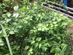 Image result for Azima tetracantha