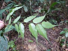 Image result for Rhaphiostylis