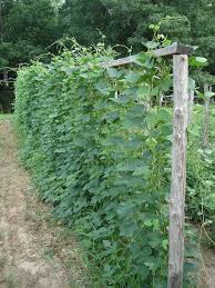 Beans prefer warmer weather for the most part, though this may depend on the variety. Pole Lima Beans 011 Growing Lima Beans Growing Food Pole Beans