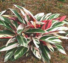 Ecco alcune cultivar adatte ad un interno Stromanthe Marantaceae Coltivazione E Cura Delle Piante Di Stromanthe
