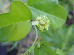 Image result for Passiflora suberosa
