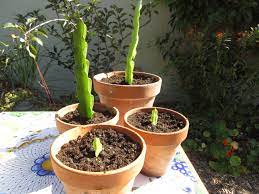 Dragon fruit, also known as pitaya, is a vining cactus, so you will need to provide a sturdy support in your container. Propagating Dragon Fruit From Cuttings Gardenerd