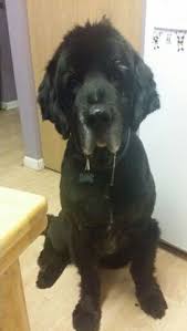 Memphis And Cola Cola Smells Something On Memphis Lol 10 My Pets Pinterest