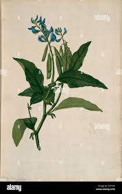 Image result for Crotalaria verrucosa