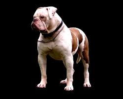American bulldog · palestine, tx. American Bulldog Wallpapers Top Free American Bulldog Backgrounds Wallpaperaccess