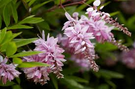 Image result for Indigofera kirkii