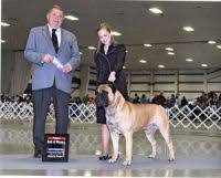 Outreach locations across the metro area also. Bullmastiff Puppies For Sale In Oregon Bullmastiff Breeders And Information