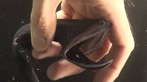 See more ideas about grilled fish tacos, fish tacos, mexican food recipes. Deep Sea Tacos Animated Restaurant Menu Interactive Grid Items