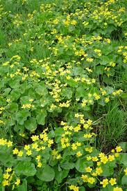 Flower is my favorite form of cannabis, and our most popular. Yellow Marsh Marigold