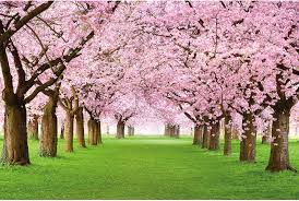 Just below the image you'll see a button that says download. Buy Large Photo Wallpaper Cherry Blossom Tree Picture Decorative Spring Landscape Avenue Cherry Blossoms Sakura Bloom Flowers Image Decor Wall Mural 132 3x93 7in 336x238cm Online In Hong Kong B00vgo7w3m