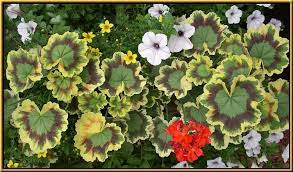 Pin On Flowers