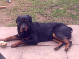 Identifying closed loop and developing mapping strategies to either work with it or around it. Rottweiler Legally Docked Tail 2 Year Old Bedford Bedfordshire Pets4homes
