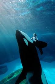 See tripadvisor's orcas island, san juan islands hotel deals and special prices on 30+ hotels all in one spot. Wo In Europa Gibt Es Orcashows Zoo Wale
