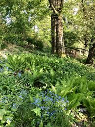 Garten Wald Idyllisch Mit Farn Und Vergissmeinnicht Mit Bildern Garten Vergissmeinnicht Wald