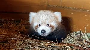 Baby pandas learn to walk, climb trees, and eat bamboos during this period. Watch This Baby Red Panda Wake Up At The Toronto Zoo She Struggles Like The Rest Of Us 680 News