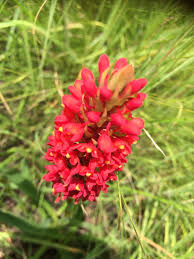 Image result for Disa welwitschii