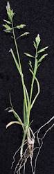 Image result for Poa binata