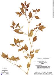 Image result for Physalis lagascae