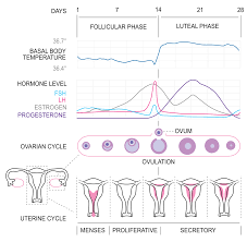 Menstrual Cycle Simple English Wikipedia The Free