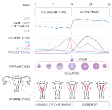 Follicular Phase Wikipedia