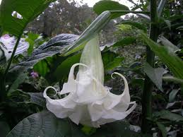Image result for Brugmansia