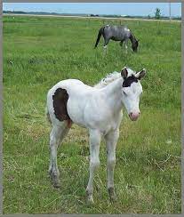 Pin On Horses