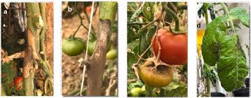 Image result for tomato seedling botrytis