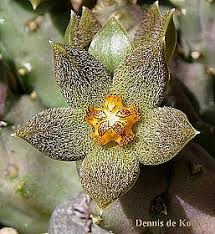 Image result for Tridentea marientalensis