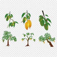 Pasangan dari daun di yang tanaman cabang putih. Mangga Dengan Ilustrasi Pohon Mangga Euclidean Hasil Pohon Mangga Lainnya Makanan Daun Png Pngwing