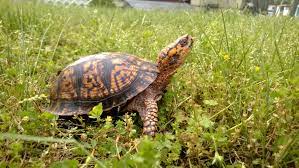 How To Take Care Of Baby Box Turtles Animals Mom Com