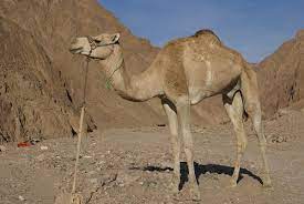 It is very lean meat and the camel may have to live on dried leaves, seeds, and whatever desert plants it can find. Dromedary Wikipedia