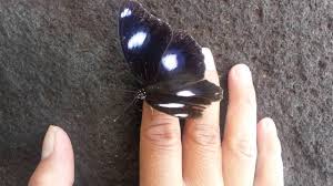 Kode alam kupu kupu masuk rumah. Kupu Kupu Hinggap Di Tangaku Berbagi Tak Pernah Rugi