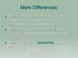 I was thinking the samething too, how would plant do intracellular digestions ? Plants Vs Animal Cells Ppt Download
