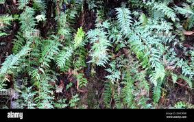Image result for Asplenium aethiopicum