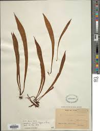 Image result for Loxogramme