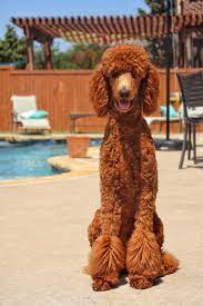 There will also be a video of the entire litter. Poodle Dynasty Red Apricot Black Standard Poodles For Sale Black Standard Poodle Poodle Puppy Standard Standard Poodle