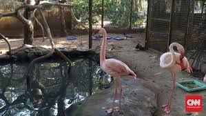 Lihat semua 13 foto yang diambil di kebun binatang kasang kulim oleh 178 pengunjung. Edukasi Cinta Satwa Di Kebun Binatang