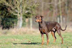 Sorgen sie vorsichtshalber vor reiseantritt für einen finanziellen puffer, sollten mehrkosten entstehen. Dobermann Kaufen Darauf Musst Du Achten Dobermannseite De