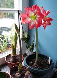 How To Force Amaryllis Bulbs This Year Amaryllis Bulbs Amaryllis Flowers Blooming Amaryllis