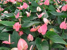 Anthurium Small Talk Pink Pohlmans Anthurium Peace Lily Vibrant Flower