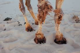 As stated camel's feet are not hooves, the structure of camels foot is strongly adapted for environment. 6 Amazing Things We Should Learn From Camel Feet Stillunfold