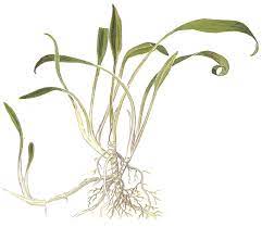 It is a great foreground plant with which you can plant a lawn without running the risk of the plant taking over the aquarium. Cryptocoryne Parva Tropica Aquarium Plants