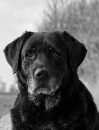 Nogle af disse navne er egentlig ganske glimrende, mens andre nok må siges at være ret misvisende. Page 5 Royalty Free Black Labrador Photos Free Download Pxfuel